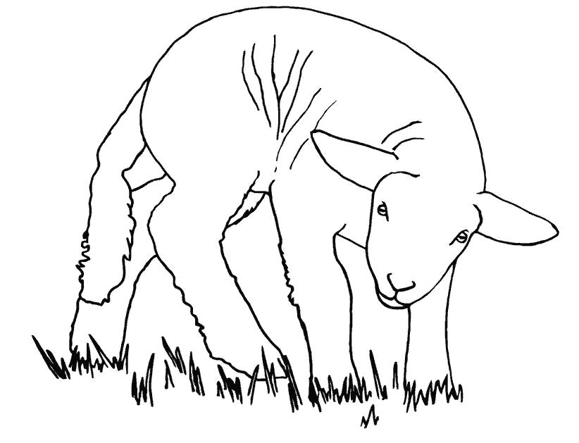 Раскраска овечка на лугу. Домашние животные