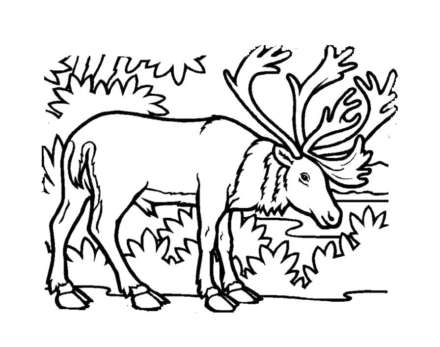 Название: Раскраска Раскраска лось в лесу. Категория: Дикие животные. Теги: Лось.
