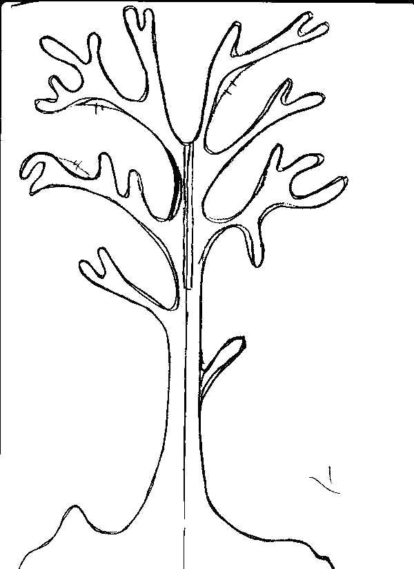 Раскраска  Деревья без листьев шаблон для аппликации дерево. Скачать дерево.  Распечатать растения