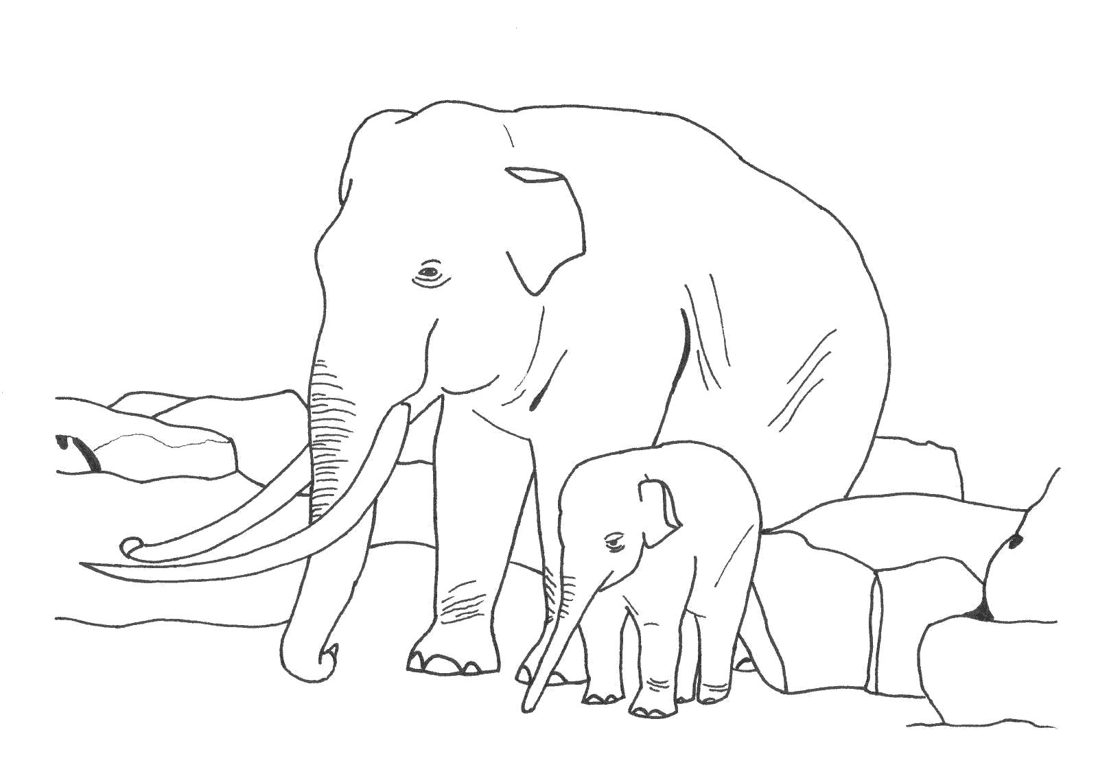 Название: Раскраска Слоны. Категория: животные. Теги: животные.