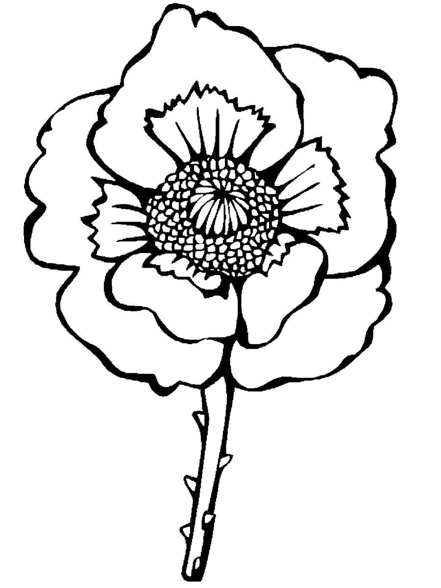Раскраска Бутон мака, цветок. Скачать .  Распечатать 