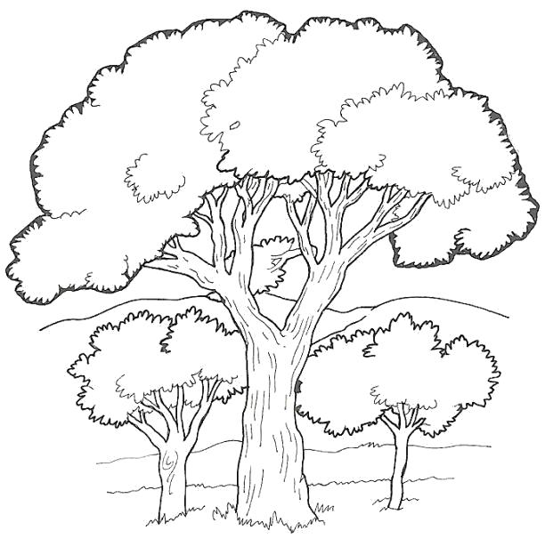 Название: Раскраска Раскраски деревья раскраски деревья, раскраски природа, дерево . Категория: Контуры дервеьев. Теги: дерево.