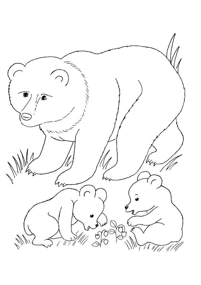 Раскраска Медведь и медвежата   звери. Скачать медведь.  Распечатать медведь