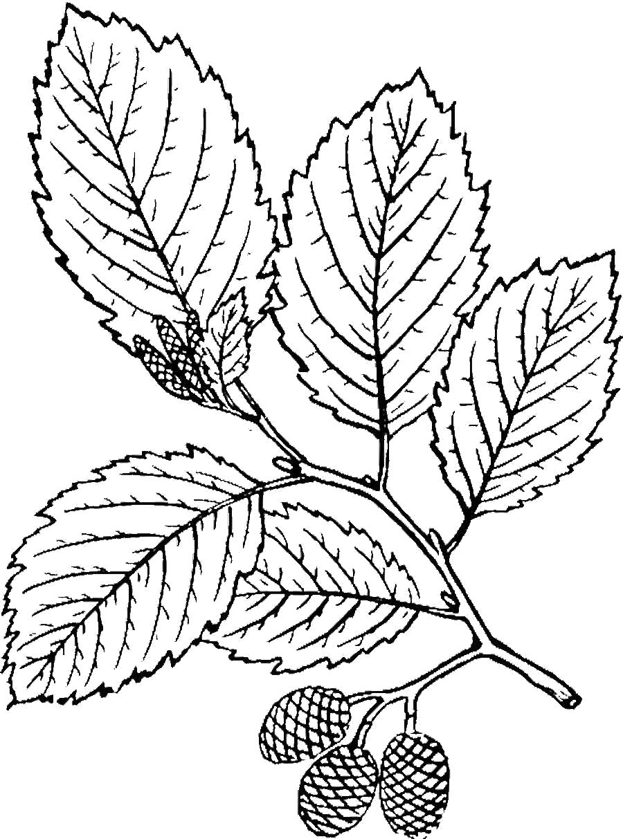 Раскраска Раскраски Листья деревьев березовая ветка. Контуры листьев
