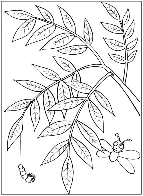 Раскраска Раскраска Ветка с гусеницей. Контуры листьев