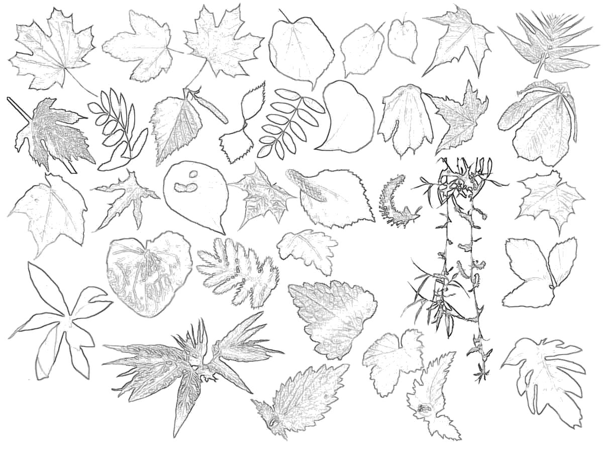 Название: Раскраска листья разные. Категория: Контуры листьев. Теги: Контуры разных листьев для вырезания.