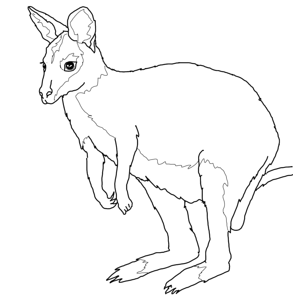 Раскраска Древесный кенгуру. Скачать животных.  Распечатать животных