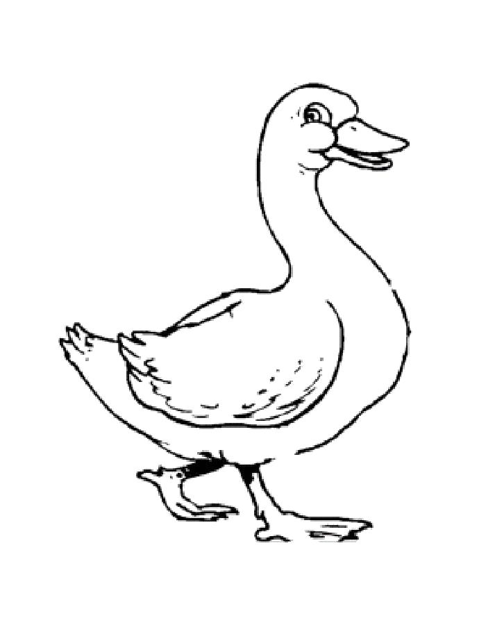 Раскраска Раскраска утка. Домашние животные