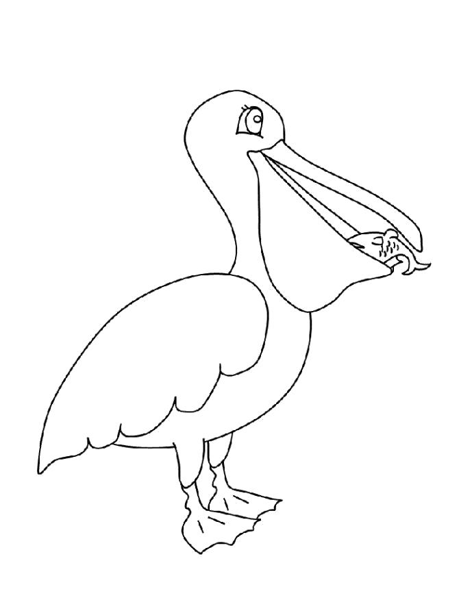 Название: Раскраска Разукрашка пеликан для детей. Категория: Пеликан. Теги: Пеликан.