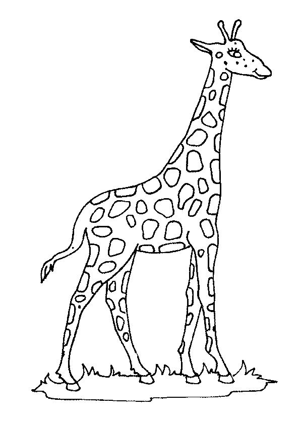 Раскраска  "картинка - рисунок  жираф для детей малышей" скачать и распечатать бесплатно. Скачать жираф.  Распечатать жираф
