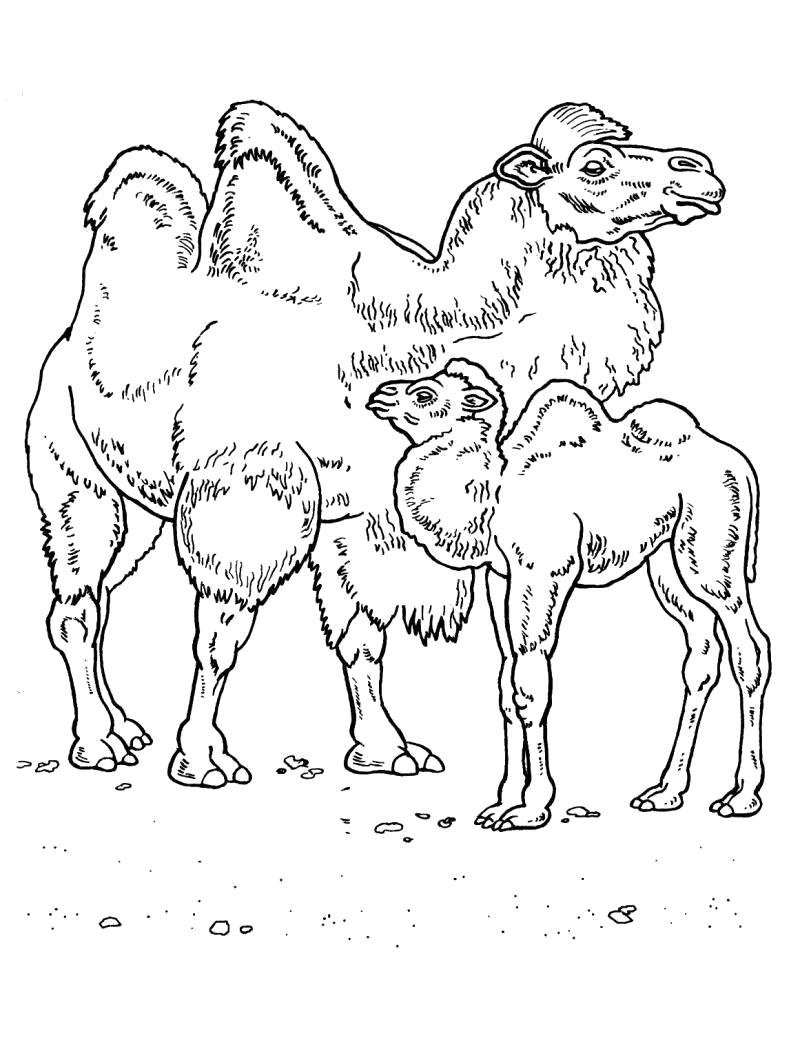 Раскраска Раскраска Верблюд и верблюжонок.. Дикие животные