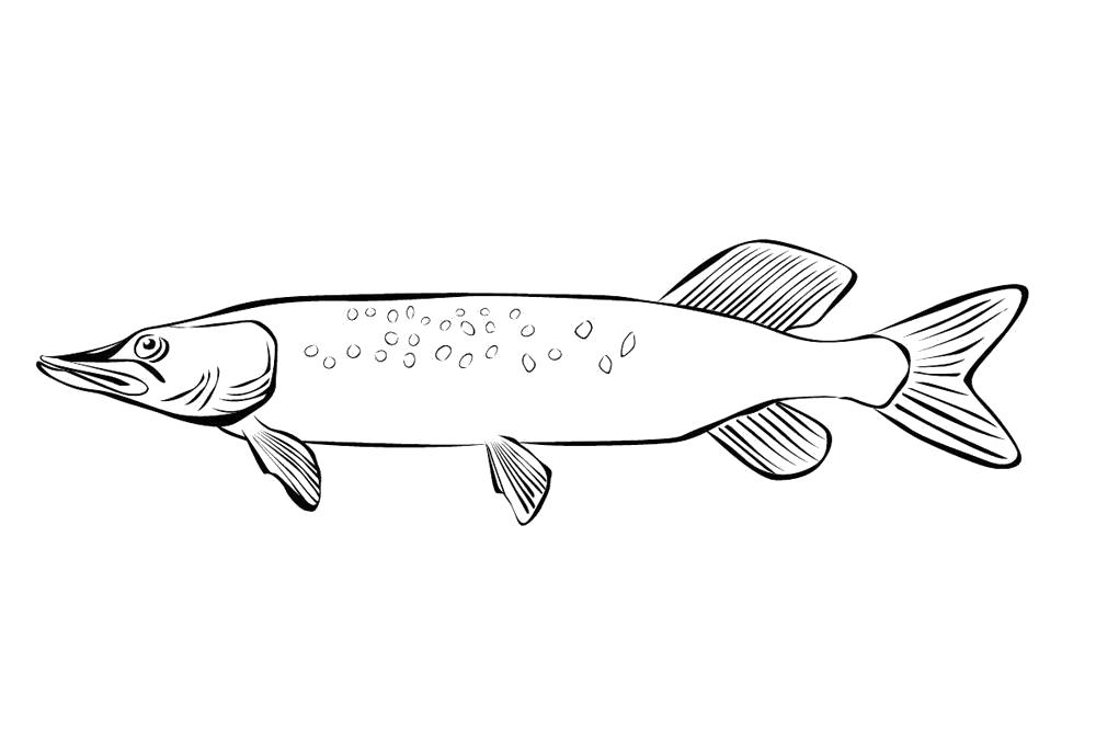 Название: Раскраска раскраски рыба для детей. Категория: рыба. Теги: рыба.