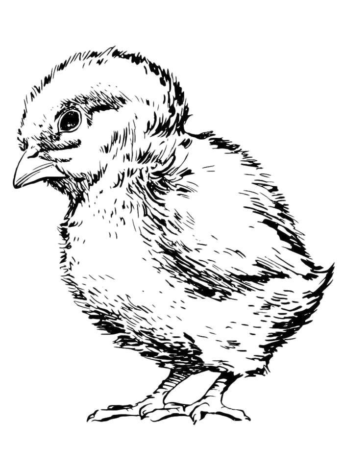 Раскраска  Большой цыпленок. Домашние животные