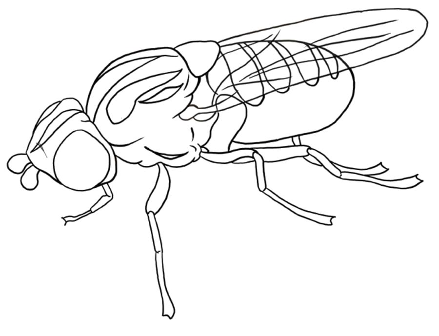 Название: Раскраска Муха в профиль - раскраска . Категория: муха. Теги: муха.