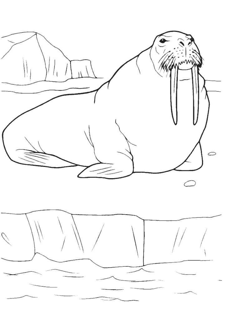 Раскраска Морж на льдине. животные