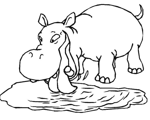 Раскраска бегемот пьет воду из пруда. Дикие животные