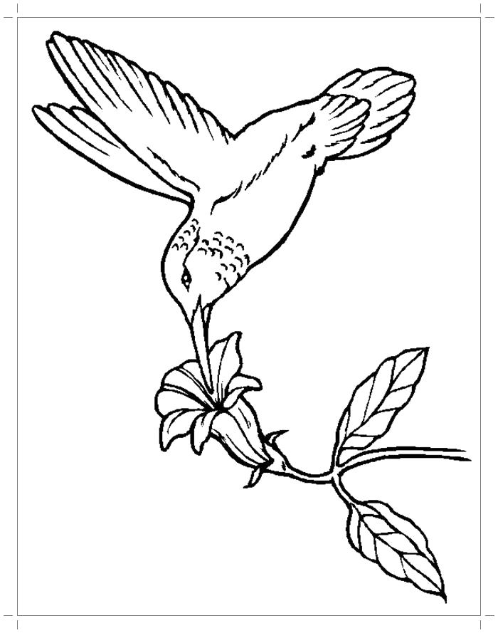Название: Раскраска Колибри пьет нектар раскраска. Категория: колибри. Теги: колибри.