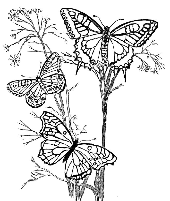Раскраска Бабочки и растения. Насекомые