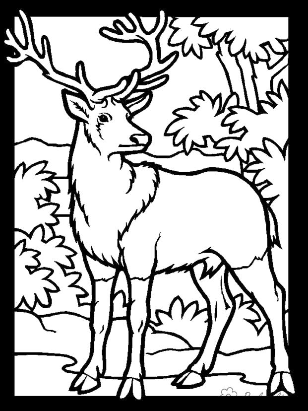 Раскраска Раскраски Лесные животные раскраска для детей, большерогий олень, лес, природа. Дикие животные