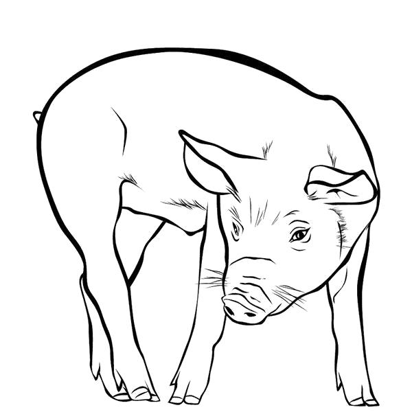 Раскраска Свинья . Домашние животные
