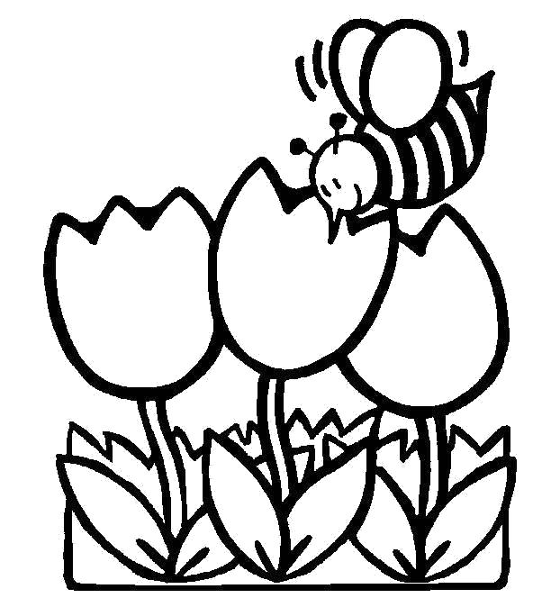 Название: Раскраска Тюльпаны и пчелка. Категория: Времена года. Теги: Весна.