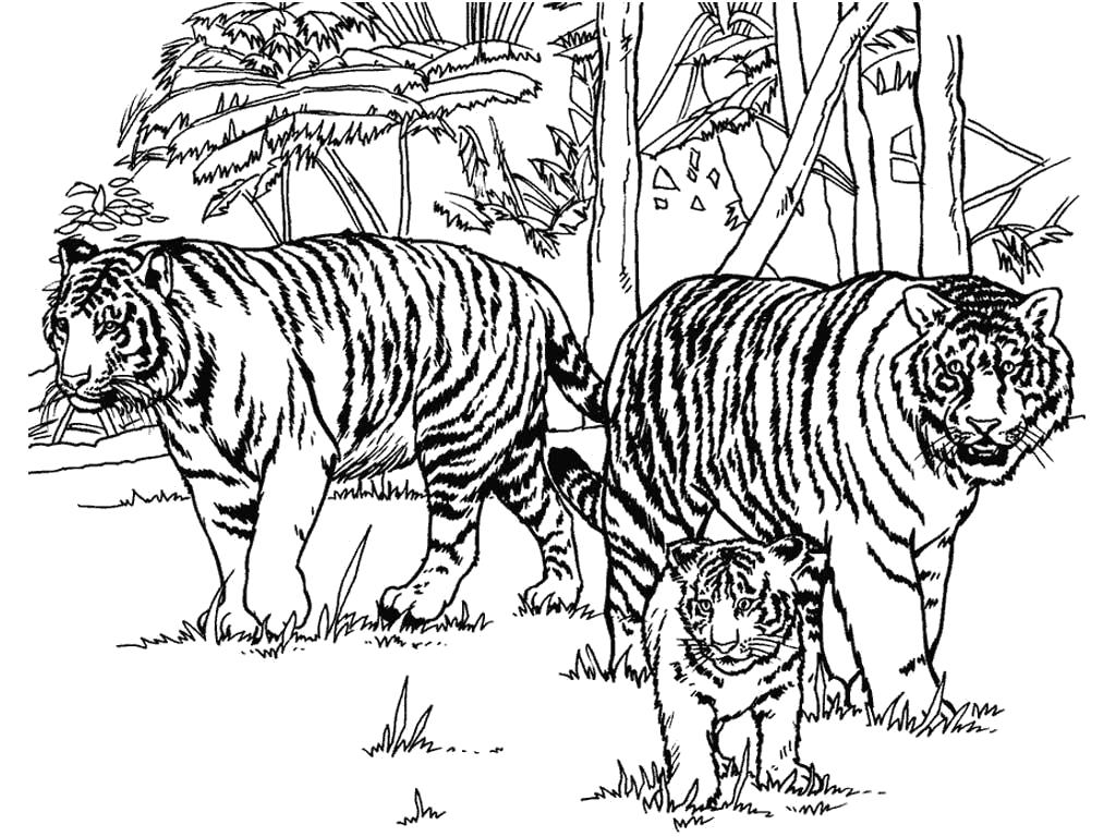 Раскраска Тигры и львы. Дикие животные
