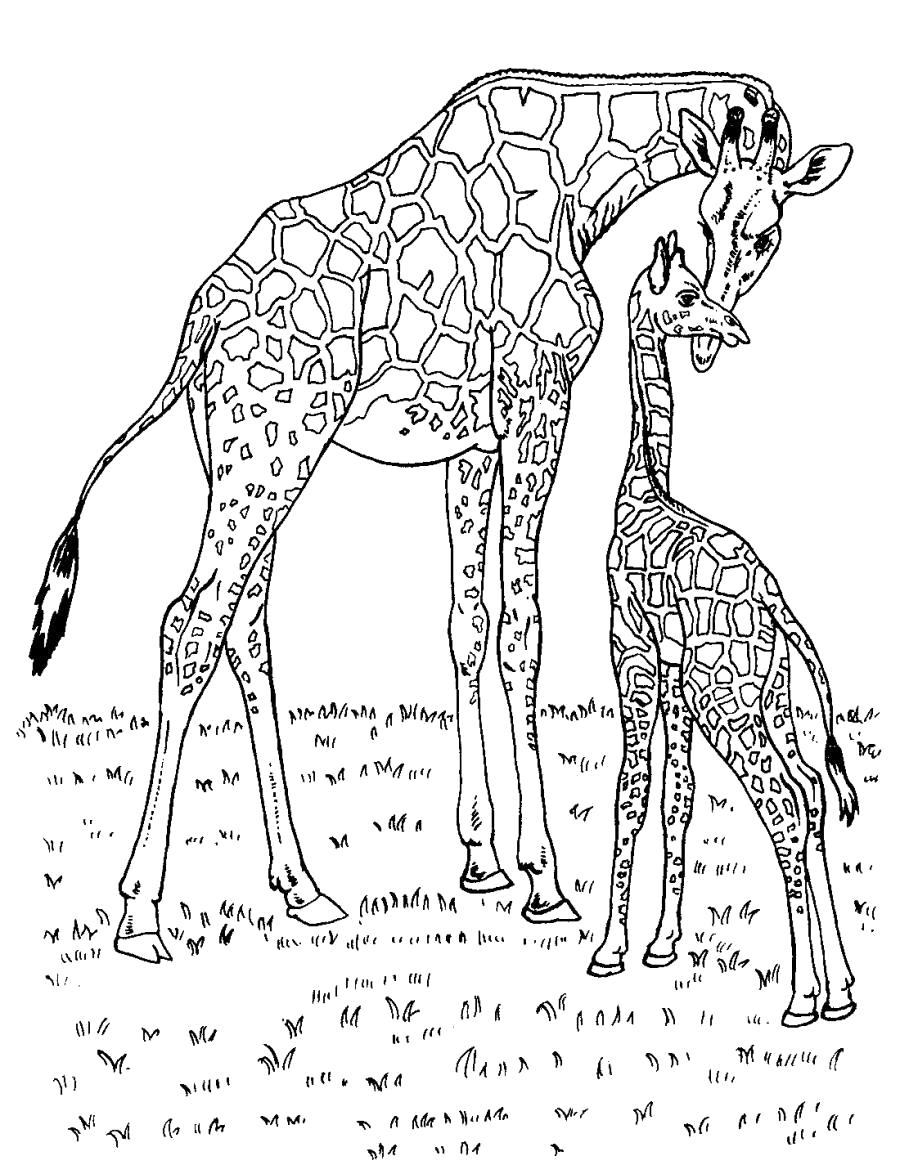Раскраска Мама и жирафенок . Скачать жираф.  Распечатать Дикие животные