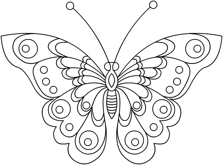 Раскраска бабочка. Скачать Бабочки.  Распечатать Бабочки