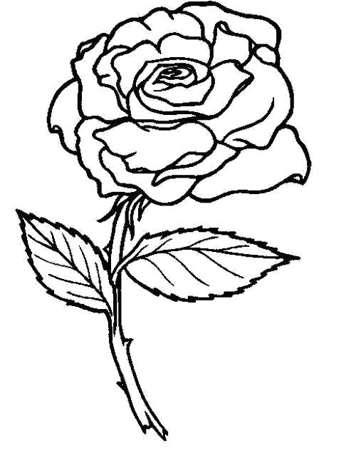 Название: Раскраска  Дикая роза. Категория: Цветы. Теги: Цветы.