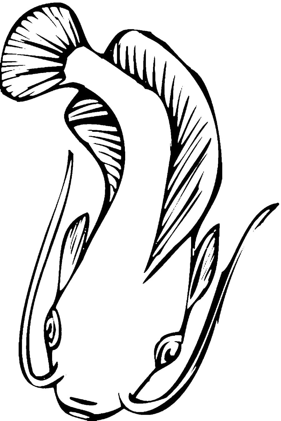Название: Раскраска Сом с длинными усами, рыба. Категория: . Теги: .