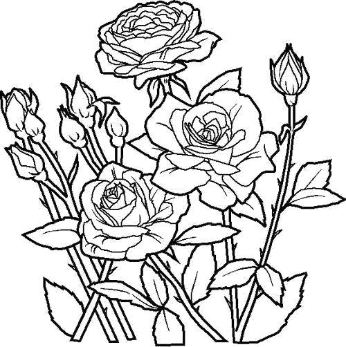 Название: Раскраска Розы расцвели. Категория: Цветы. Теги: Цветы.