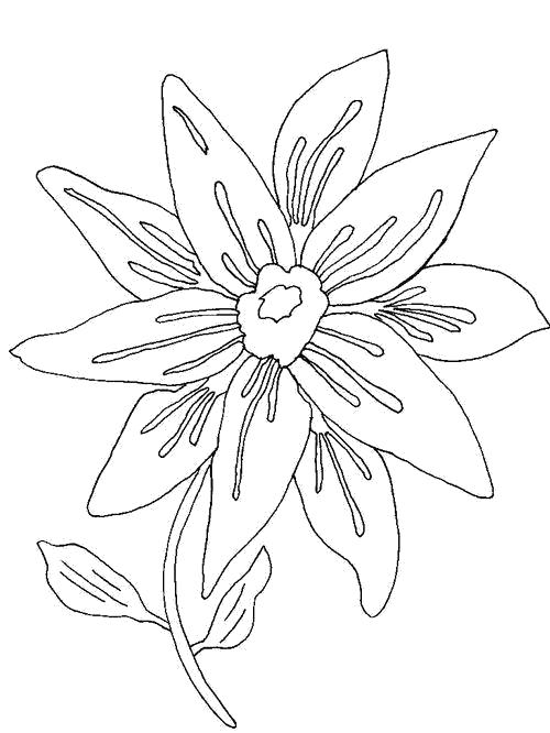 Название: Раскраска Раскраска Яркий цветок. Категория: Цветок. Теги: Цветок.