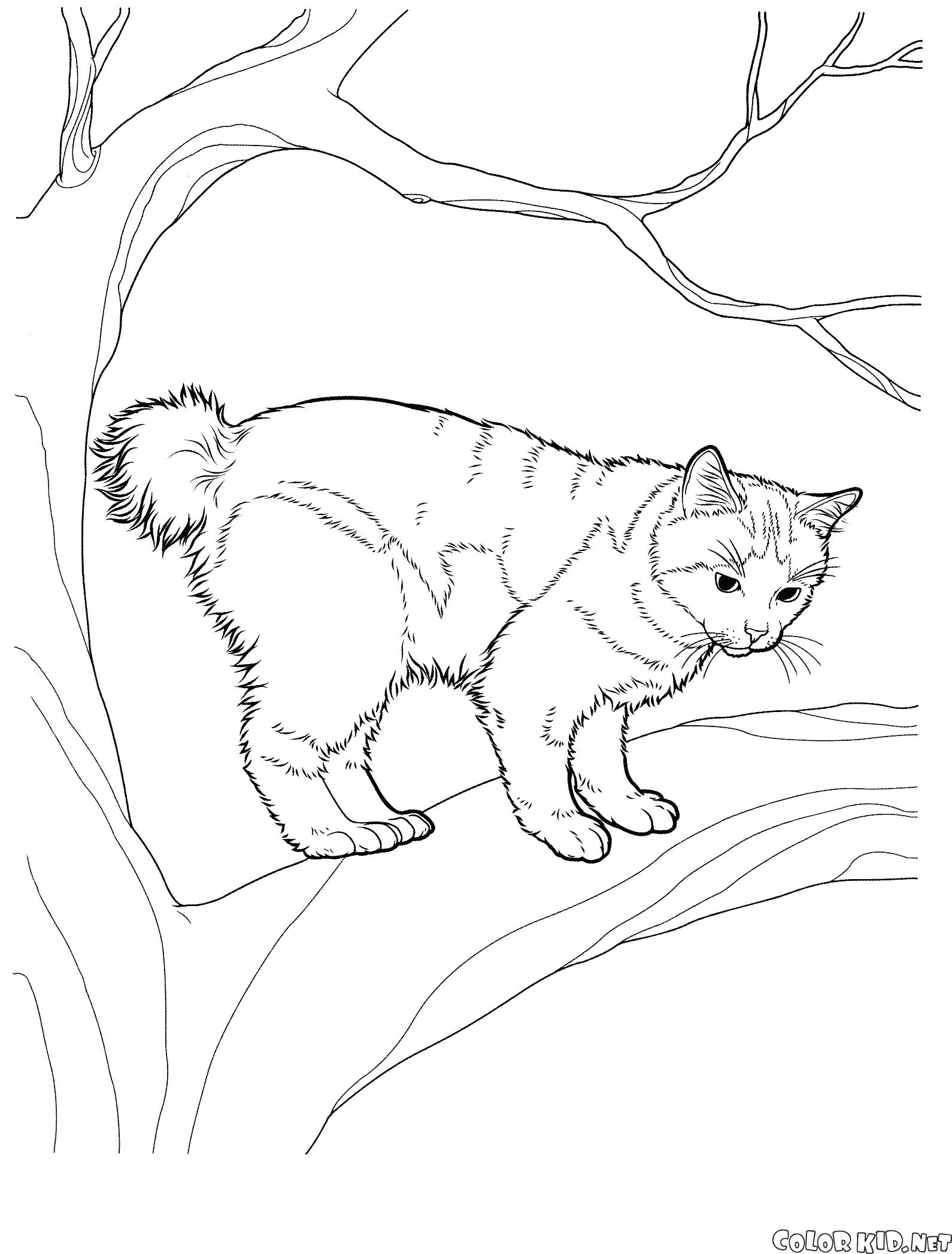 Раскраска Японский бобтейл. кошка