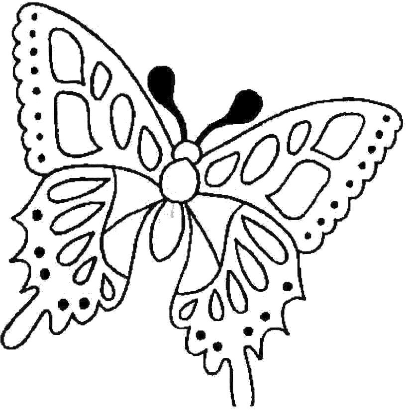 Раскраска Весенняя бабочка. 