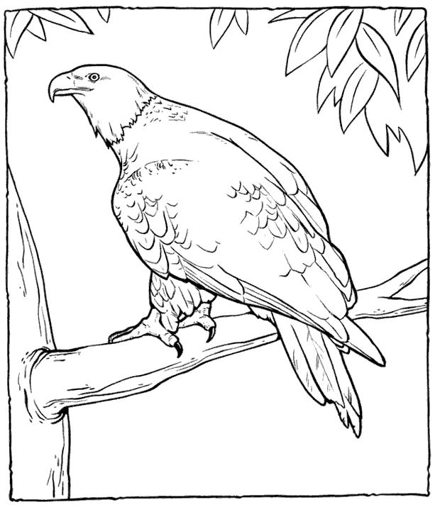 Раскраска Раскраска орел — самая большая хищная. 