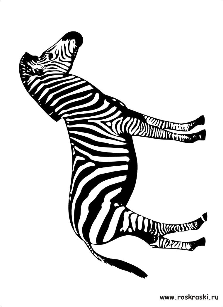 Раскраска раскраски зебра. Дикие животные