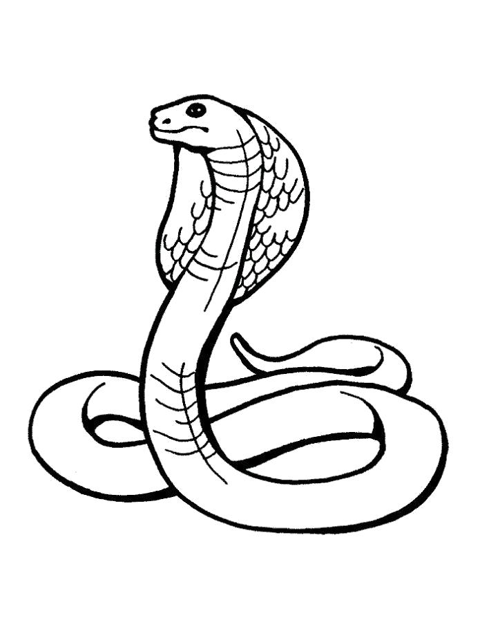 Название: Раскраска Раскраска кобра. Категория: Дикие животные. Теги: Змея.
