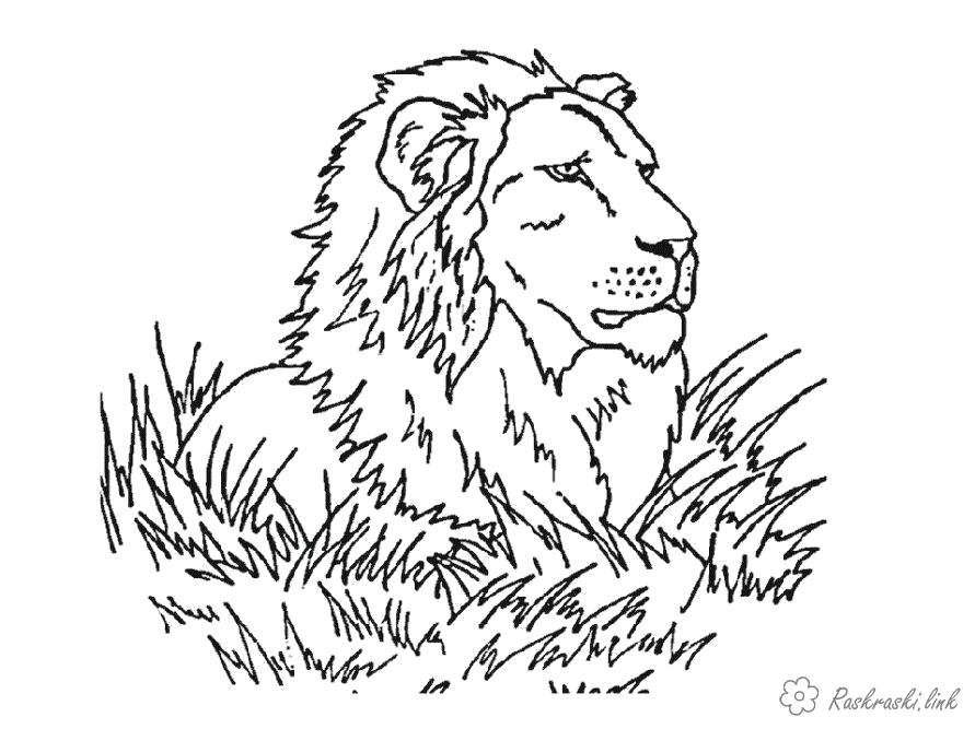 Название: Раскраска Раскраски лев лежит в траве. Категория: Дикие животные. Теги: .