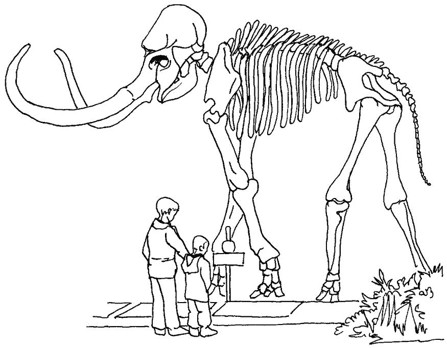 Раскраска Скелет мамонта. мамонт