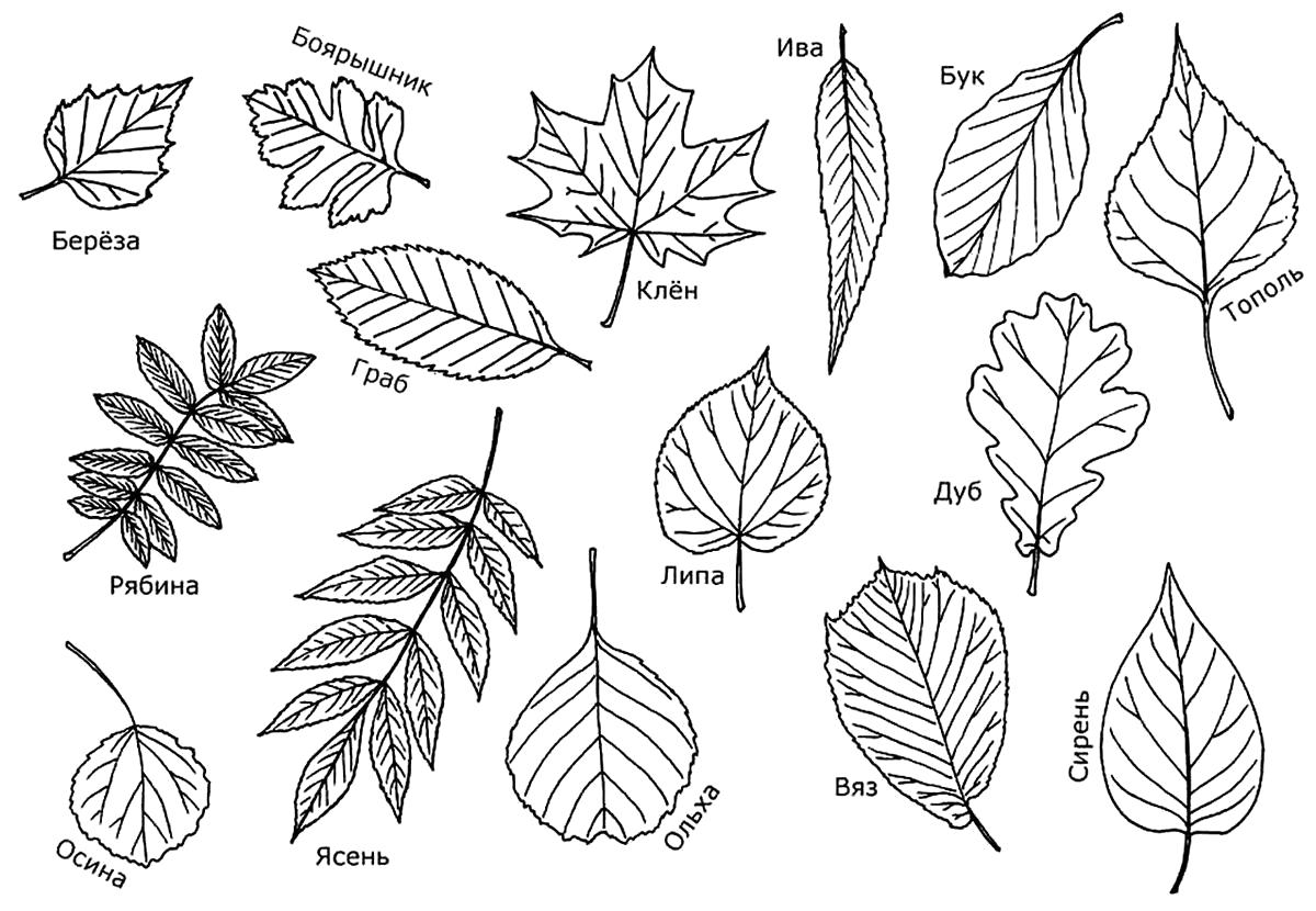 Название: Раскраска Раскраска листья деревьев. Категория: Контуры листьев. Теги: Контуры разных листьев для вырезания.