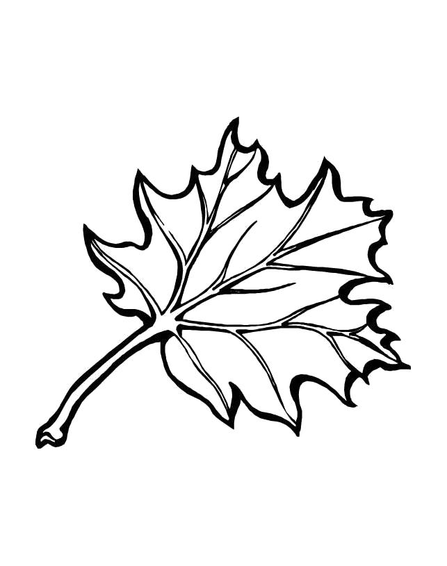Название: Раскраска раскраска лист дерева. Категория: растения. Теги: лист.