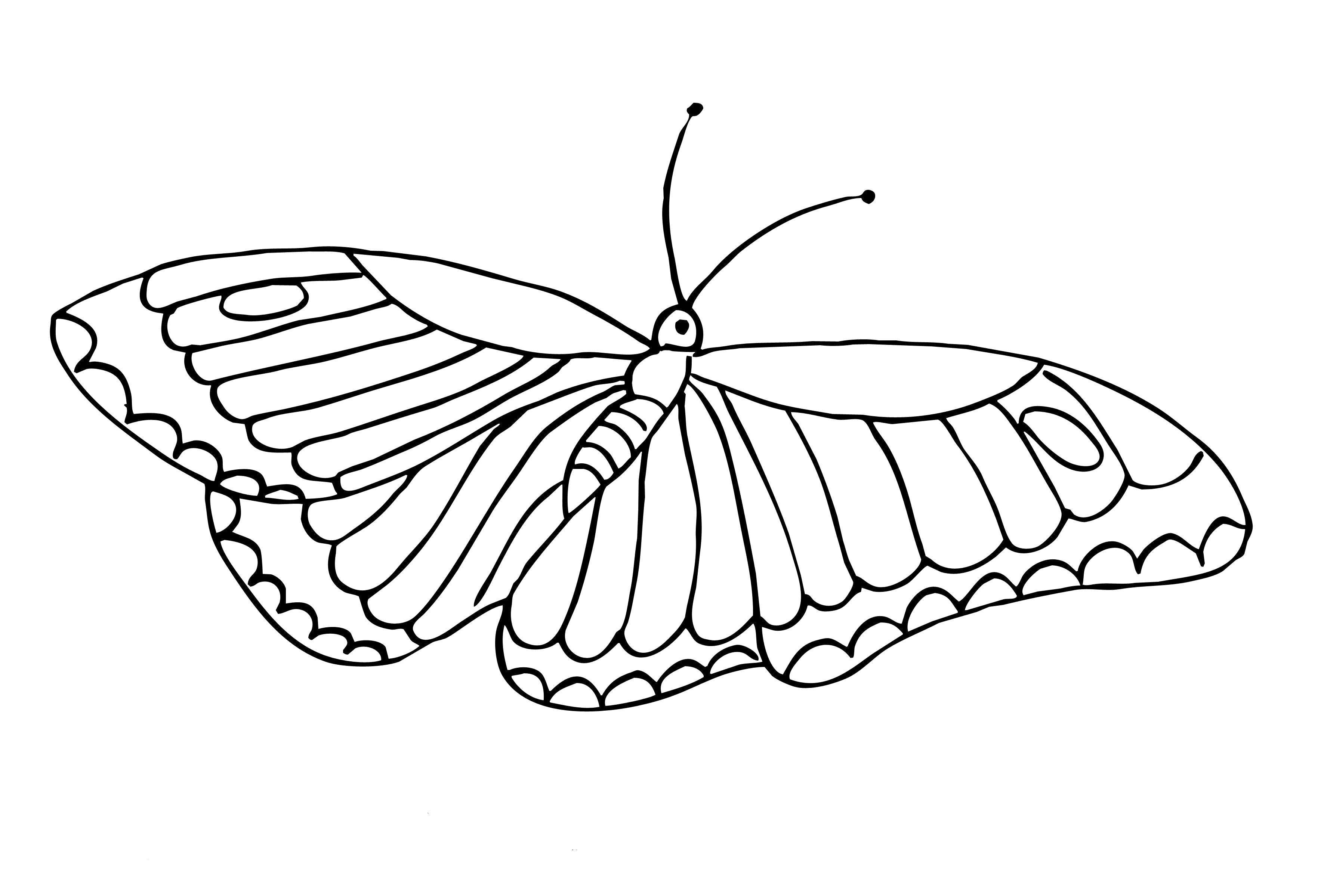 Название: Раскраска Бабочка раскраски. Категория: Бабочки. Теги: Бабочки.