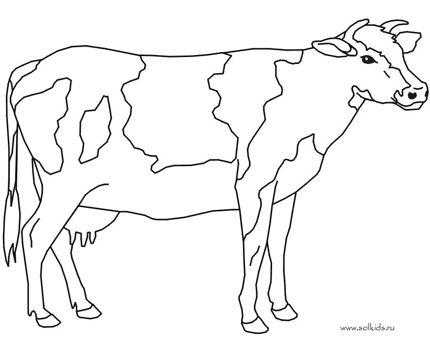 Название: Раскраска Раскраска Корова. Категория: Домашние животные. Теги: Корова.