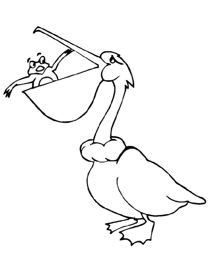 Раскраска  пеликан и лягушка. Скачать Пеликан.  Распечатать Пеликан