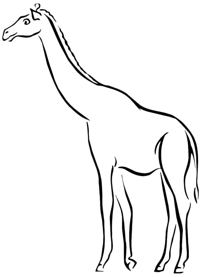 Раскраска Раскраска Жираф без пятен. Дикие животные