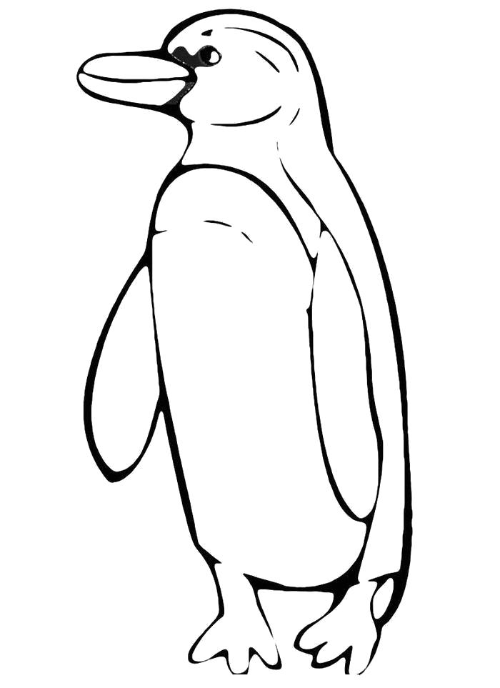 Название: Раскраска Раскраска Пингвин с длинным клювом. Категория: Пингвин. Теги: Пингвин.