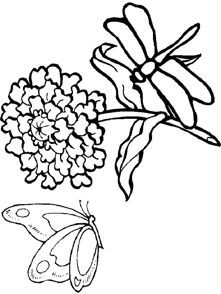 Раскраска Стрекоза и бабочка и цветок. Скачать Стрекоза, Бабочки.  Распечатать Насекомые