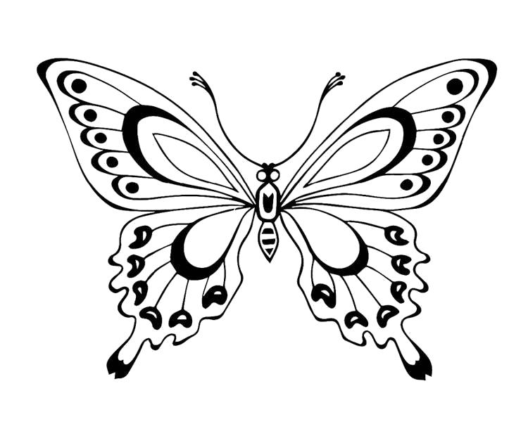 Раскраска красивая бабочка. Бабочки