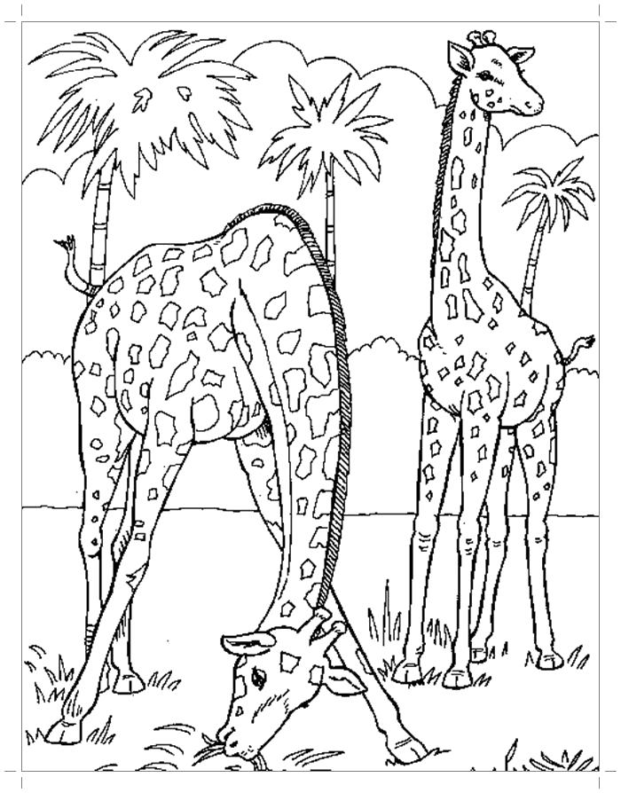 Раскраска Рисунок жирафов для раскрашивания. Скачать жираф.  Распечатать Дикие животные