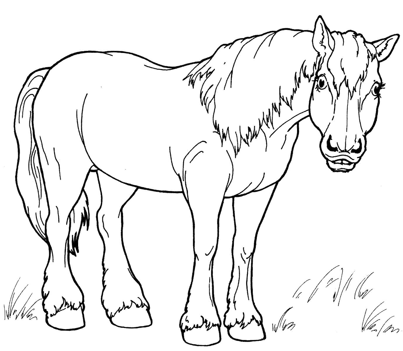 Раскраска Мощный конь. животных